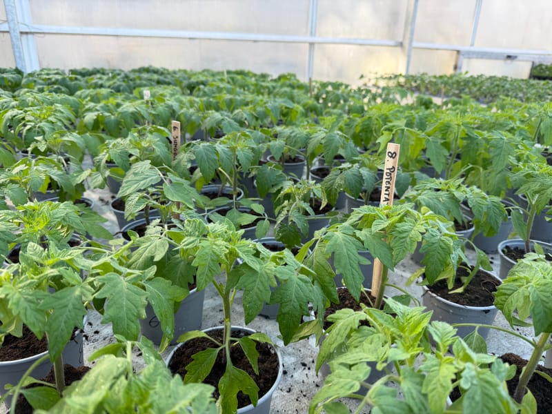 Tomatplantor