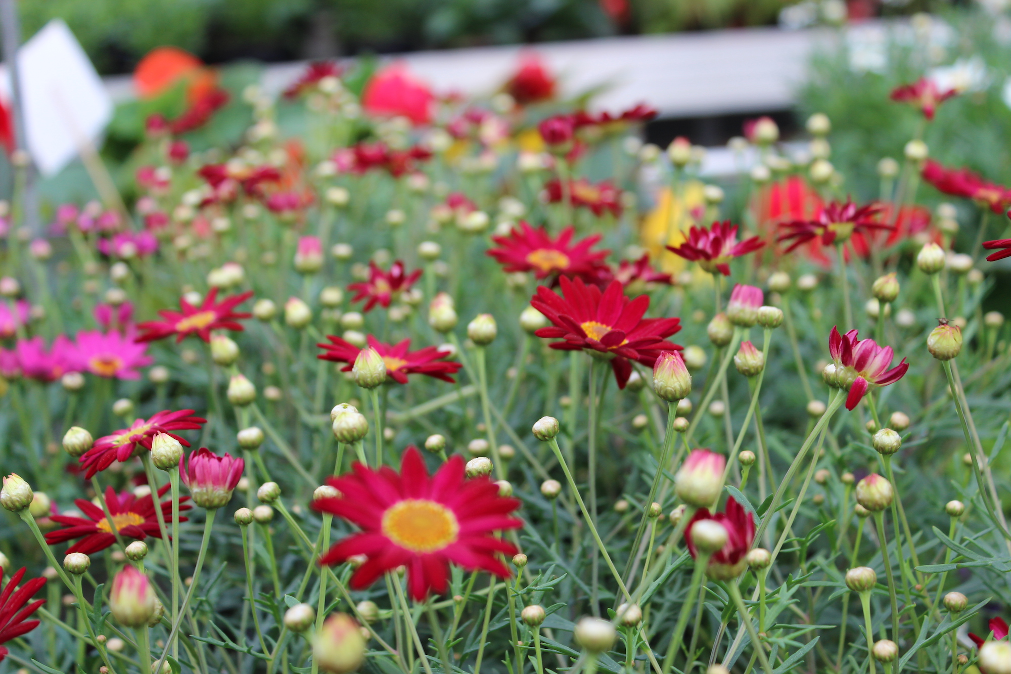 Sommarblommor i växthuset