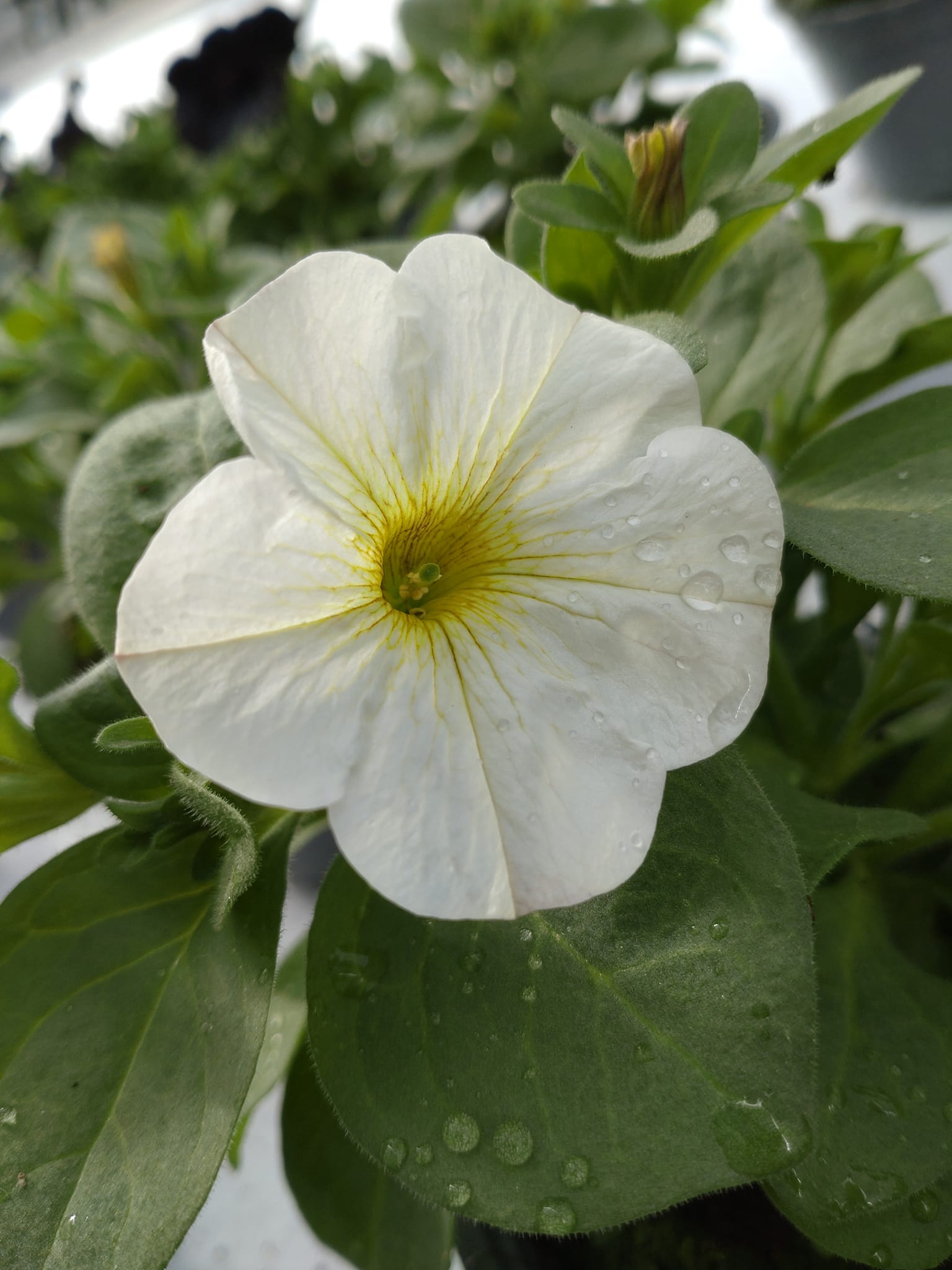 Plantor i växthuset